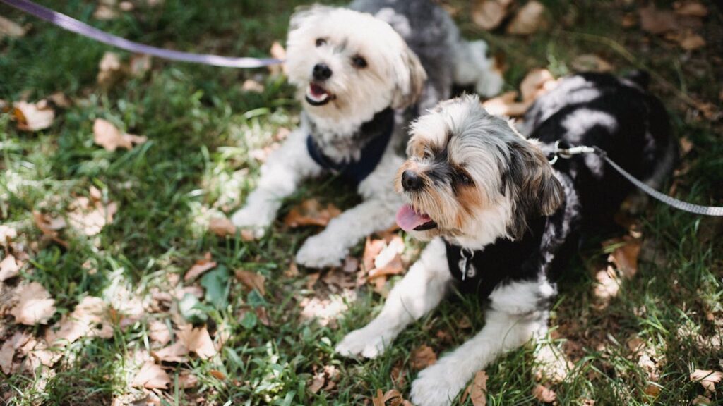 Hábitos importantes para prevenir problemas de saúde em pets