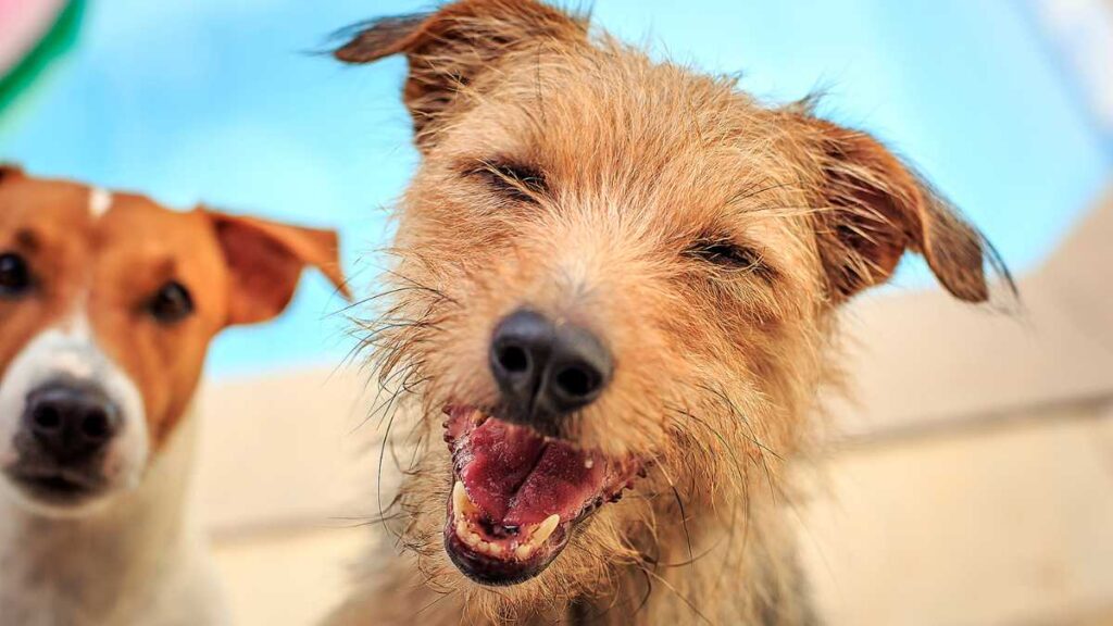 Alimentos proibidos: o que os cachorros não podem comer